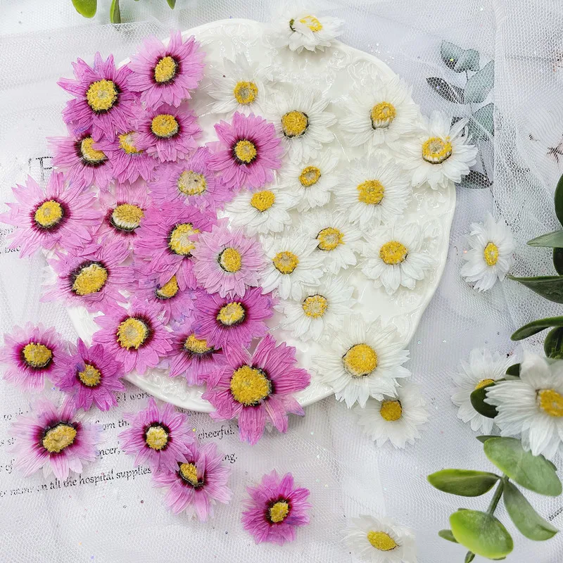 24Pcs/2-4ซม.,Natural Pressed ก - Home Decor Daisy บทวิจารณ์และราคา