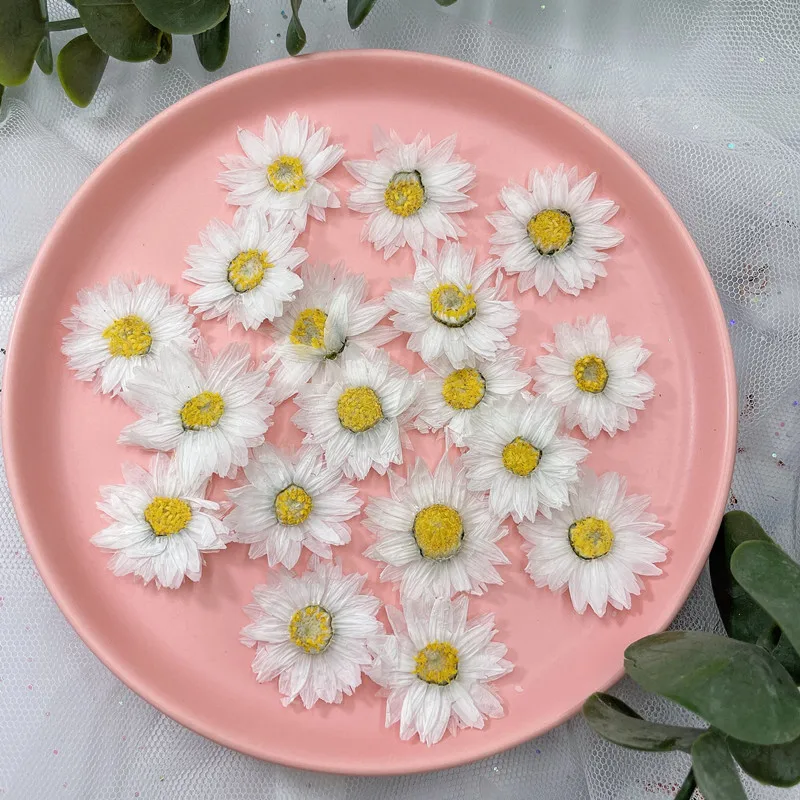 24Pcs/2-4ซม.,Natural Pressed ก - Home Decor Daisy บทวิจารณ์และราคา