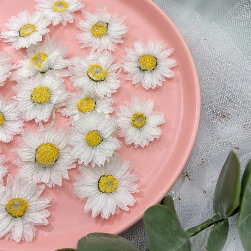 24Pcs/2-4ซม.,Natural Pressed ก - Home Decor Daisy บทวิจารณ์และราคา