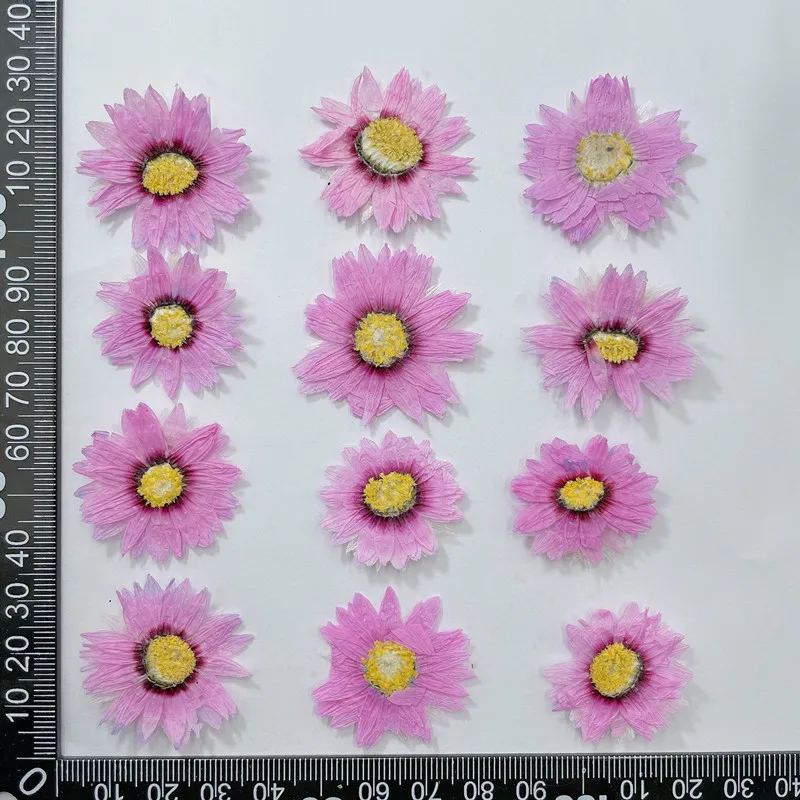24Pcs/2-4ซม.,Natural Pressed ก - Home Decor Daisy บทวิจารณ์และราคา